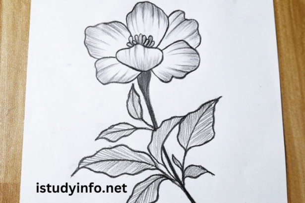 Flower3bi7an14v9o= Drawing