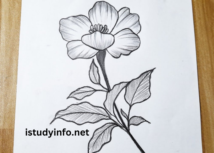 Flower3bi7an14v9o= Drawing