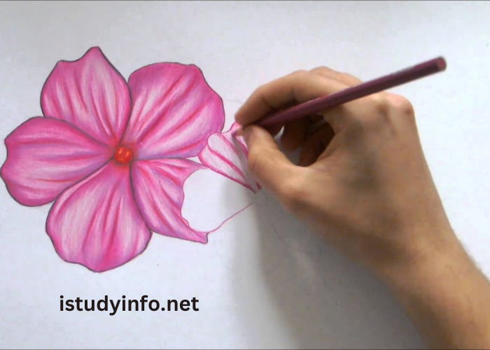 Flower9xgcaw-Dbkc= Pencil Colour Drawing